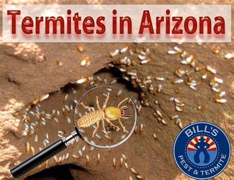 Termites In Arizona Types Of Termites Bills Termite Co