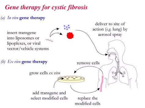 ppt gene therapy for cystic fibrosis powerpoint presentation id 1814373