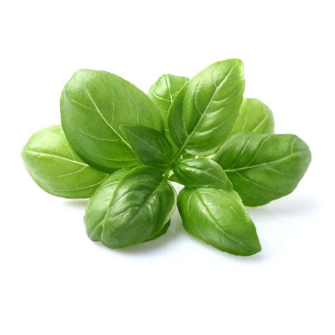 Sweet Basil Seed Genovese By The Packet Or Bulk