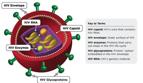 Hiv Labeled Diagram