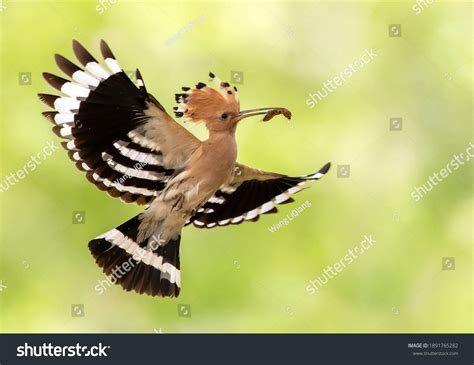 Hoopoe National Bird Israel Stock Photo 1891765282 Shutterstock