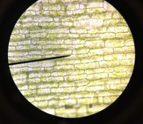 In this experiment we will see yeast cells under the microscope.for the experiment you will only need yeast, water, sugar, dropper and the microscope. Natasha Tai's Biology Journal 2012 : Observation of ...