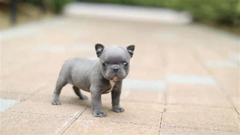 We pride ourselves on the quality of frenchie and service provided. Rocky Mini Blue French Bulldog Puppy Available ~ 1-888-743 ...