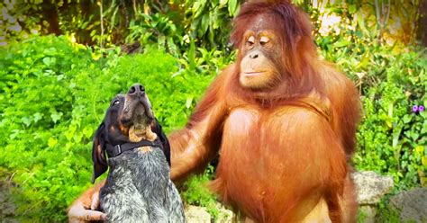 These Unlikely Best Friends Will Make You Wish This Video Would Never