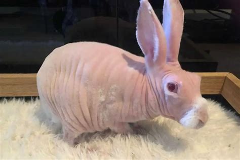 Hairless Rabbits Facts Appearance Care Lifespan And Cost