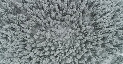 Drone Photo Snow Covered Trees Winter Nature Beautiful Europe Aerial
