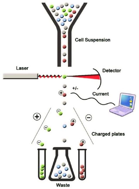 Principle Of Fluorescence Activated Cell Sorting Facs Download