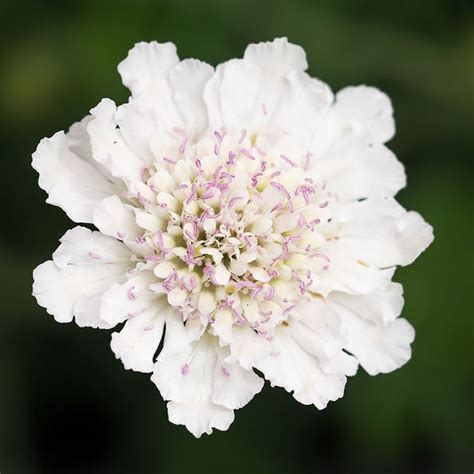 A White Flower With Pink Stamens In The Center
