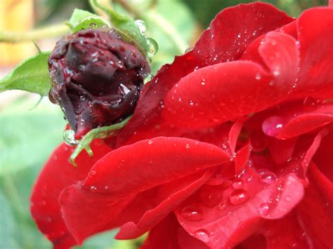 Free Images Flower Petal Rose Red Produce Flora Close Up Bud