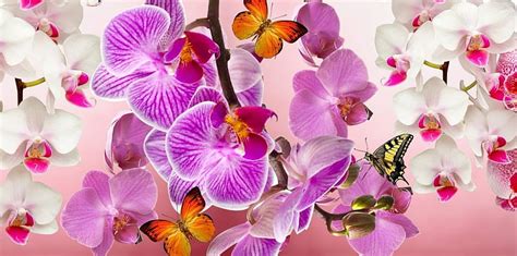 Orchids And Butterflies Flower Nature Orchids Butterfly Hd