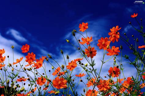 Find the best sky blue wallpaper on wallpapertag. Cosmos, Sky, Flowers - Flowers wallpapers: 2048x1365