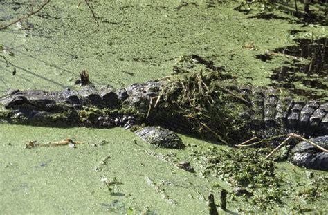 Alligator Swamp Ira Rabois