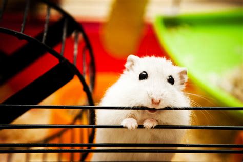 Top 10 Hamster Cages Ebay
