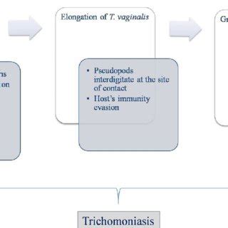 Pathway Implicated In The Pathogenesis Of Trichomoniasis Indicates Download Scientific