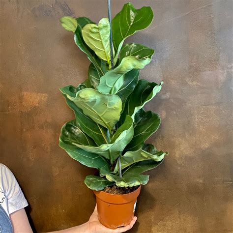 Ficus Lyrata 17cm Pot Grow Urban