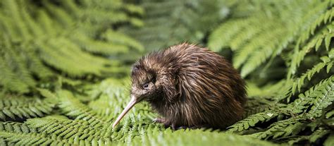 Popular Wildlife Experiences In New Zealand New Zealand