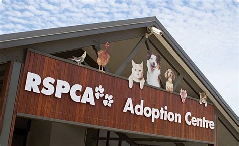 Rspca Adoption Centres Charity Awareness Pinterest