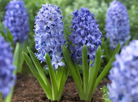 The answer is a simple one. Fragrant Spring-Blooming Bulbs | Garden bulbs, Spring ...