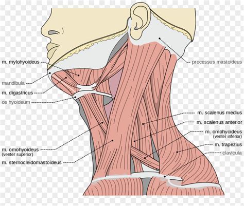 Muscles Posterior Triangle Of The Neck Anterior Triangles Anatomy Png