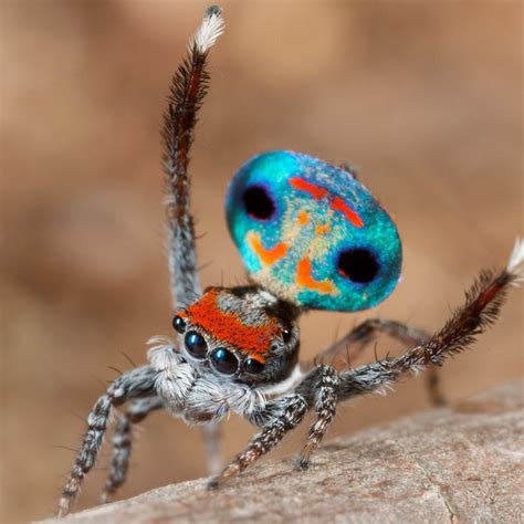 The Austrialian Peacock Spider Goes Viral Magazine Articles Wwf
