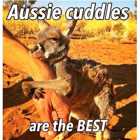 australia memes aussie memes australian memes australian wildlife australian flora funny