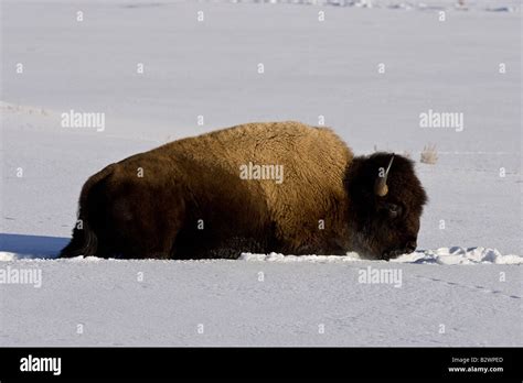 American Buffalo In Snow Hi Res Stock Photography And Images Alamy