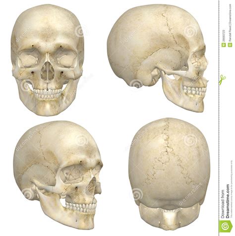 Human Skull Stock Photos Image 26693723