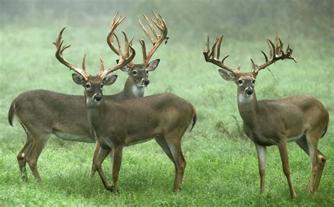 Texas Whitetail Deer Lester Ranch World Class Whitetail And Exotics