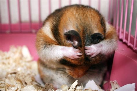15 Awesome Pics Of Adorable Hamsters No 9 Is So Cute Reckon Talk