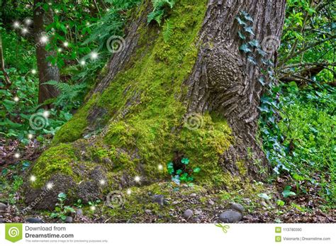 Ancient Mossy Tree In Forest With Fairy Light Sparkles