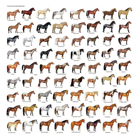 Horse Breeds Mixed Media By Gina Dsgn Pixels Merch