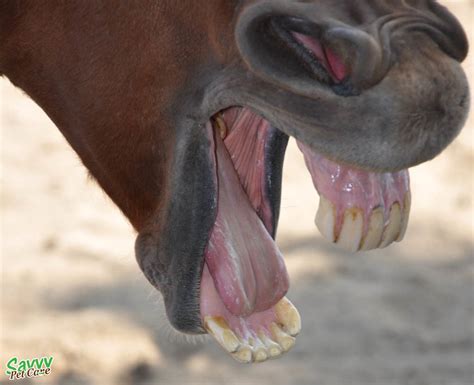 Horse teeth refers to the dentition of equine species, including horses and donkeys. Pet Rabbits: Cute and Cuddly or Bossy and Domineering ...