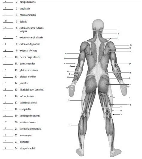 Printable Blank Muscle Diagram