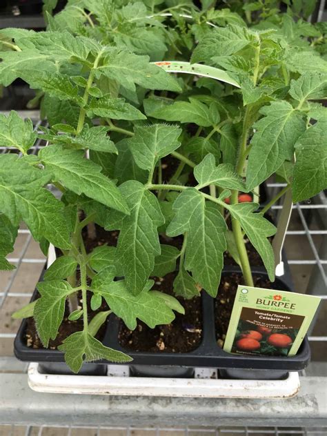 Celebrity Tomato A Widely Admired Disease Resistant Variety