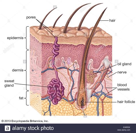 It is a tough protective layer that contains melanin (which protects against the rays of the sun and gives the skin its color). Cross-section of human skin Stock Photo: 84972655 - Alamy