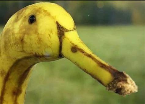 Banana Duck🤣 Funny Fruit Funny Vegetables Things With Faces