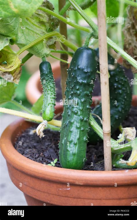 Cucumbers Growing In A Container Hi Res Stock Photography And Images