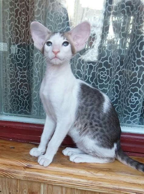 Cat Breeds Large Ears Pets Lovers