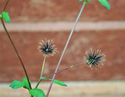 Black Jack Seed Free Stock Photo Public Domain Pictures