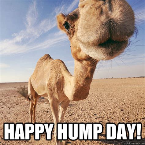 Happy Hump Day Pictures Photos And Images For Facebook Tumblr Pinterest And Twitter