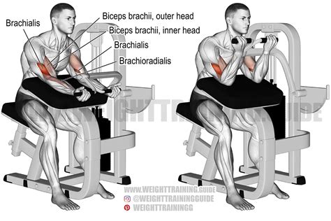 Machine Preacher Curl Instructions And Video Weight Training Guide