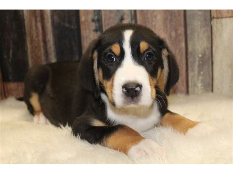 Greater Swiss Mountain Dog Dog Male Black White Red