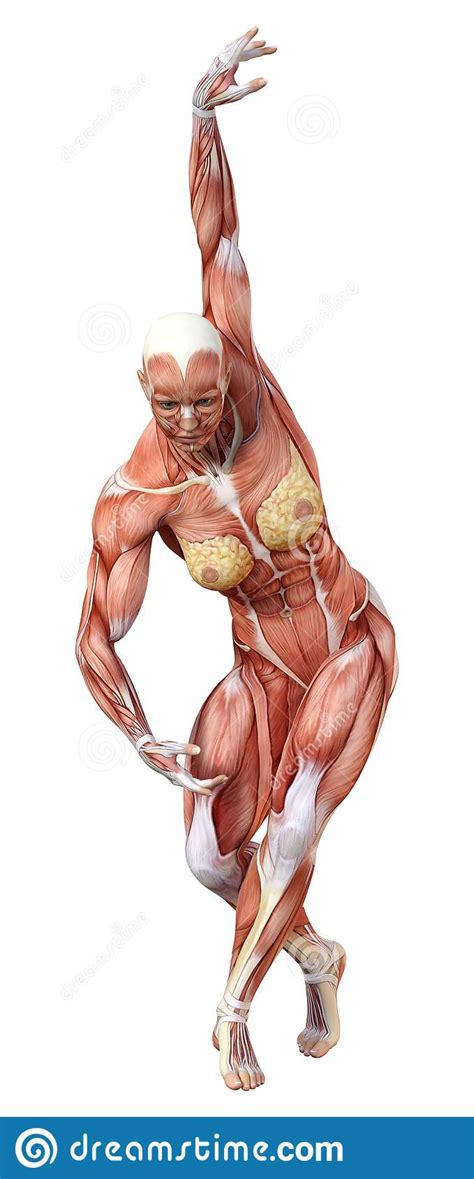 3d Rendering Female Anatomy Figure On White Stock Illustration