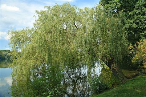 The willows are deciduous trees and shrubs in the genus salix, part of the willow family salicaceae. Fűz - Wikipédia
