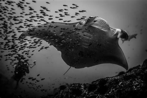Giant Manta Ray Manta Reef In Inhambane Mozambique July 2013 Oc