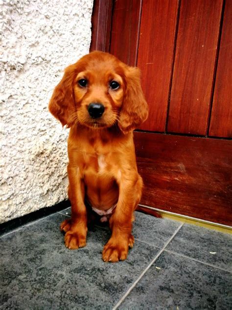 Red Setter Puppies In Omagh County Tyrone Gumtree
