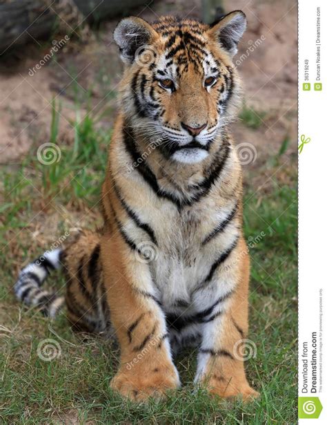 Young Tiger Royalty Free Stock Images Image 36319249