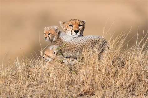 Cheetah Family - Masai Mara, Kenya 2016 Cheetah Malaika and her two cubs. | Cheetah family ...