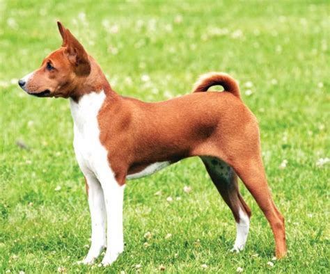 23 Barkless Dog Basenji L2sanpiero