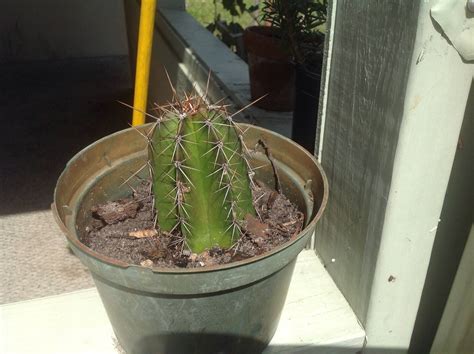 San pedro cacti need a lot of natural light and mature plants don't mind being in full sun. Mescaline cacti identification help - The Ethnobotanical ...